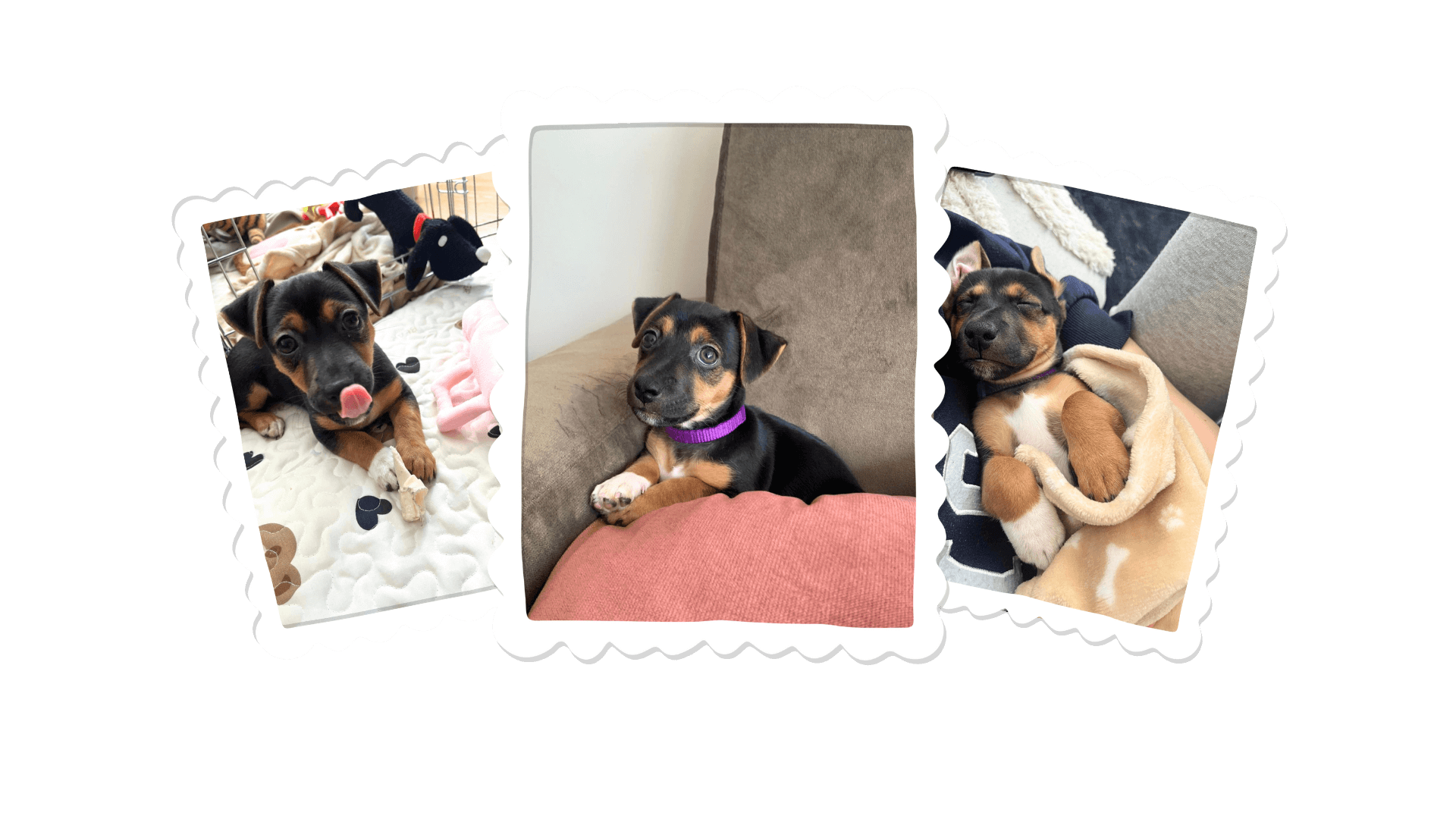 Een collage van drie foto’s van een zwart-tan puppy in een wit geschulpte frame: liggend op een deken met de tong uit, rustend op een roze kussen met een paarse halsband, en opgerold slapend — een schattige en speelse puppy met expressieve bruine ogen.
