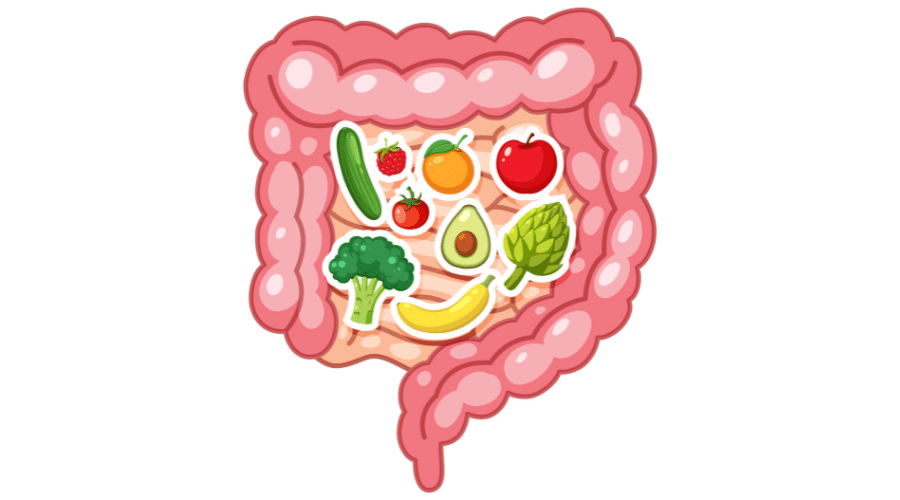 Illustratie van een gezonde darm gevuld met natuurlijke paleo voedingsmiddelen zoals groenten en fruit die bijdragen aan een betere spijsvertering en een sterke darmflora.