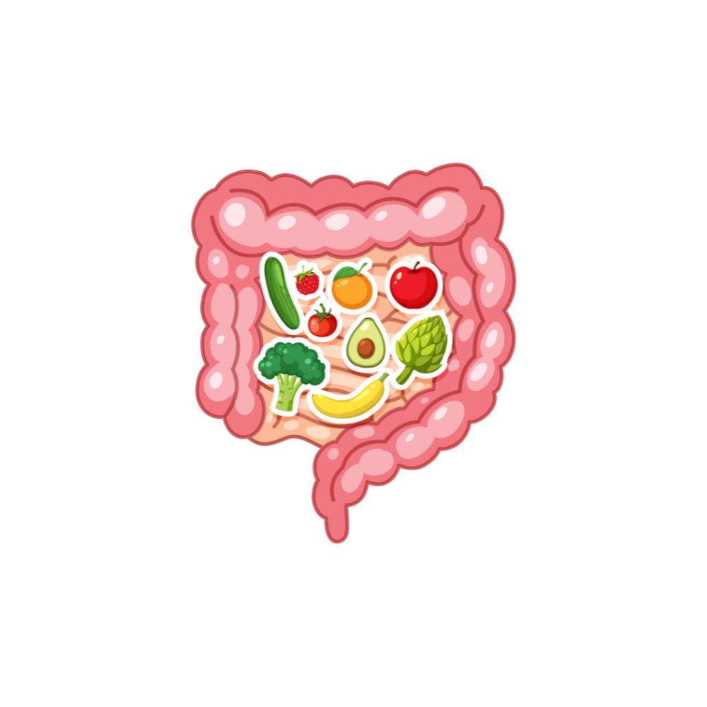 Illustratie van een gezonde darm gevuld met natuurlijke paleo voedingsmiddelen zoals groenten en fruit die bijdragen aan een betere spijsvertering en een sterke darmflora.